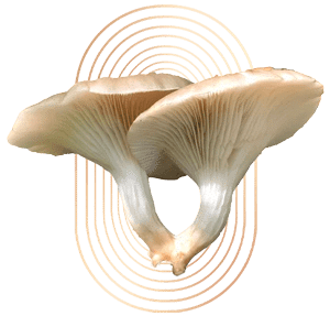 Branched Oyster Mushrooms