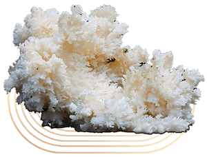 Coral Tooth Mushrooms